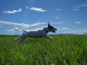 青い空と草の緑が綺麗だったので撮りました。夏は暑いけど空が綺麗で好きです♪