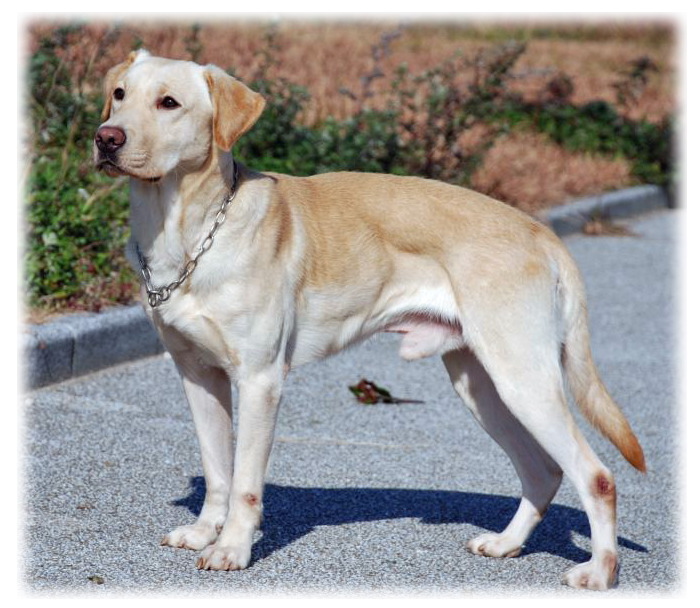 激レア！！チャンピオンxLABRADOR RETRIEVER ラブラドール　犬！